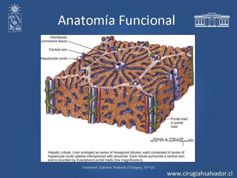 Diapositiva 11 de Segmentos Hepáticos: TC