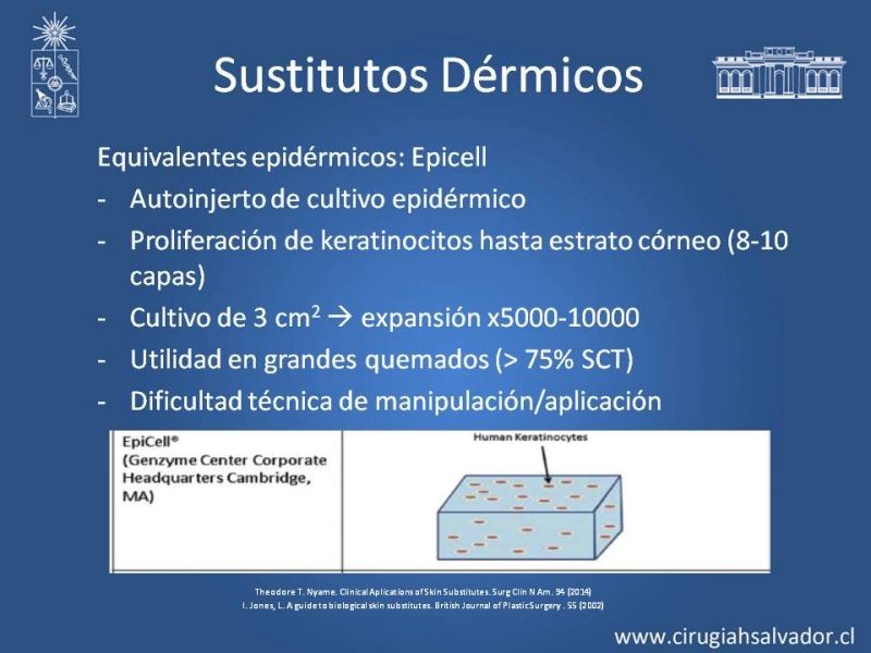 Diapositiva 13 de Sustitutos Dérmicos