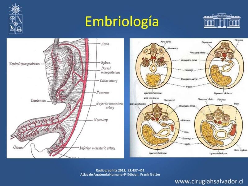 Diapositiva 6 de Anatomía Peritoneal y Retroperitoneal