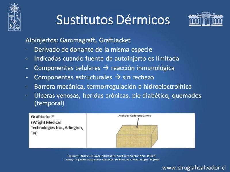 Diapositiva 12 de Sustitutos Dérmicos