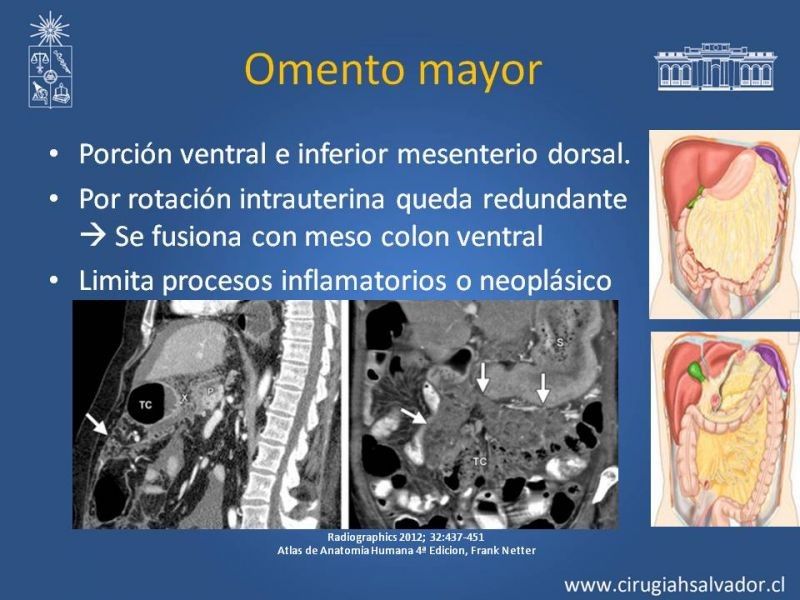 Diapositiva 15 de Anatomía Peritoneal y Retroperitoneal