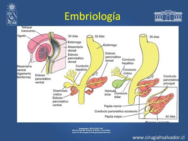 Diapositiva 7 de Anatomía Peritoneal y Retroperitoneal
