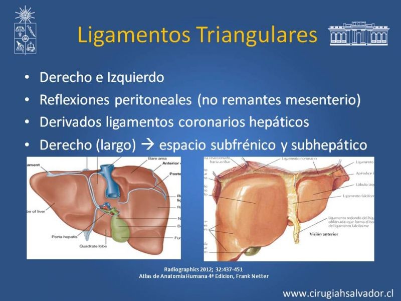 Diapositiva 9 de Anatomía Peritoneal y Retroperitoneal