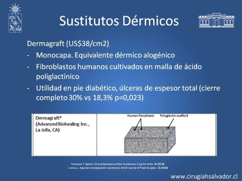 Diapositiva 16 de Sustitutos Dérmicos