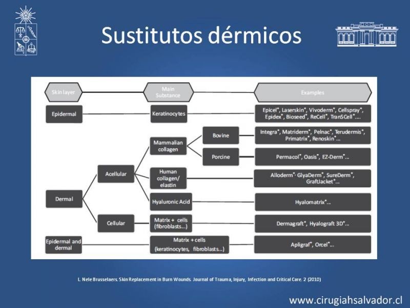 Diapositiva 11 de Sustitutos Dérmicos