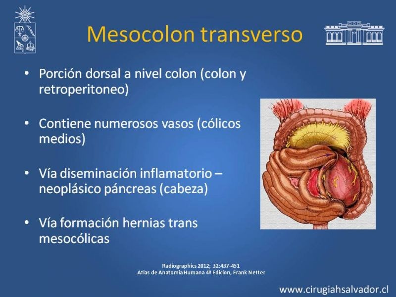 Diapositiva 18 de Anatomía Peritoneal y Retroperitoneal