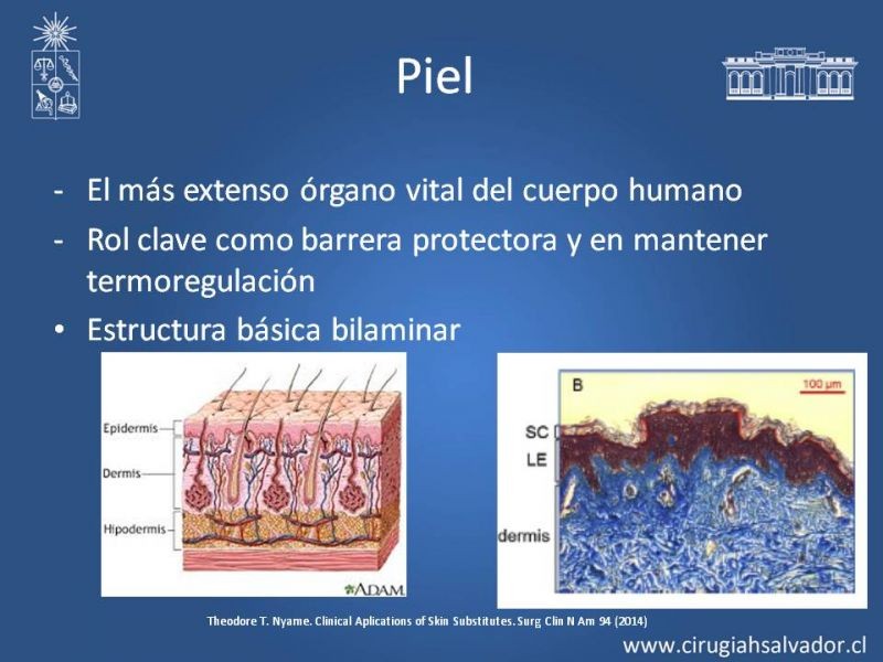 Diapositiva 1 de Sustitutos Dérmicos