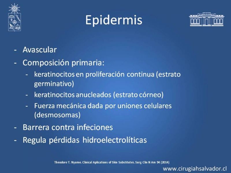Diapositiva 2 de Sustitutos Dérmicos