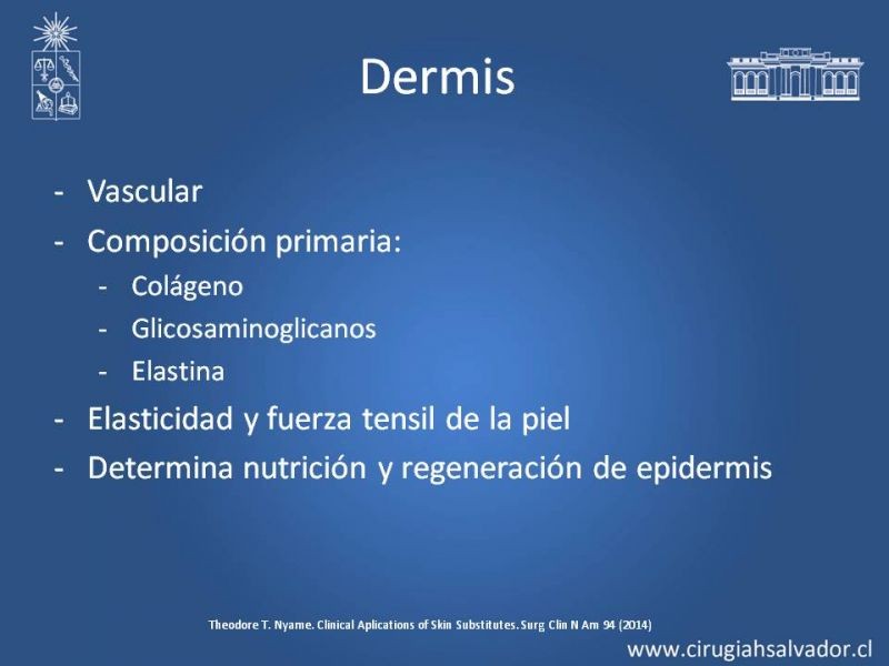 Diapositiva 3 de Sustitutos Dérmicos