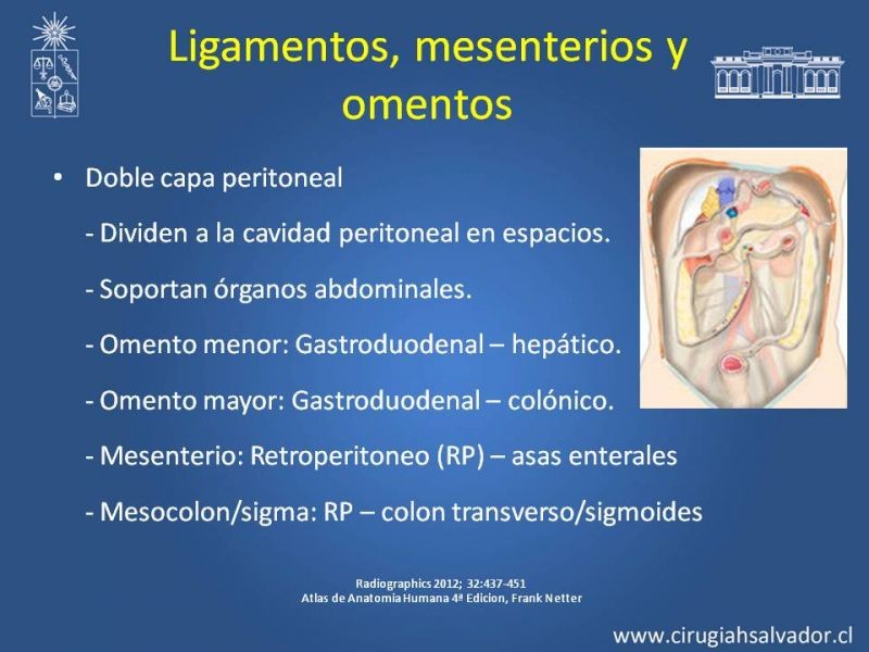 Diapositiva 2 de Anatomía Peritoneal y Retroperitoneal