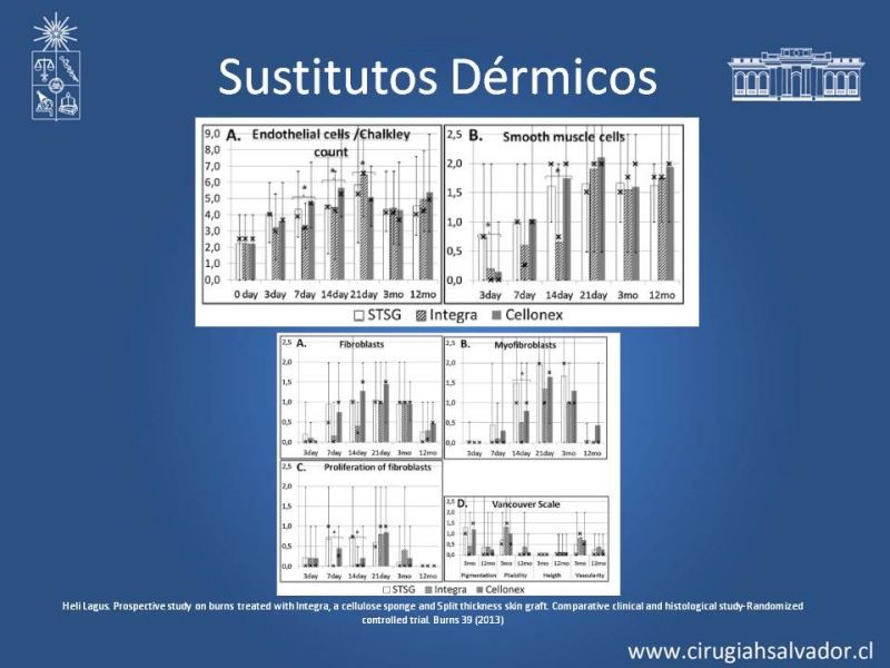 Diapositiva 31 de Sustitutos Dérmicos