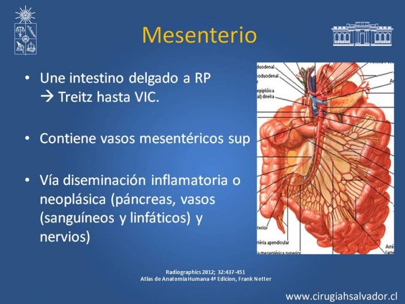 Diapositiva 21 de Anatomía Peritoneal y Retroperitoneal