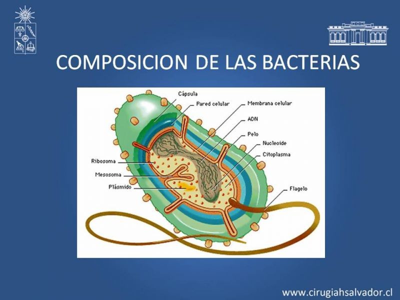 Diapositiva 1 de Bacterias Resistentes y Nuevos Antibióticos