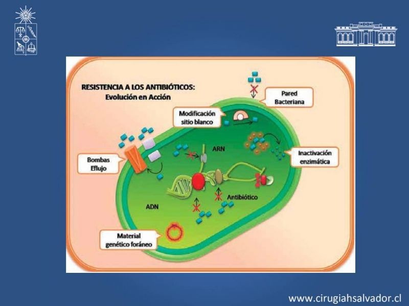Diapositiva 6 de Bacterias Resistentes y Nuevos Antibióticos