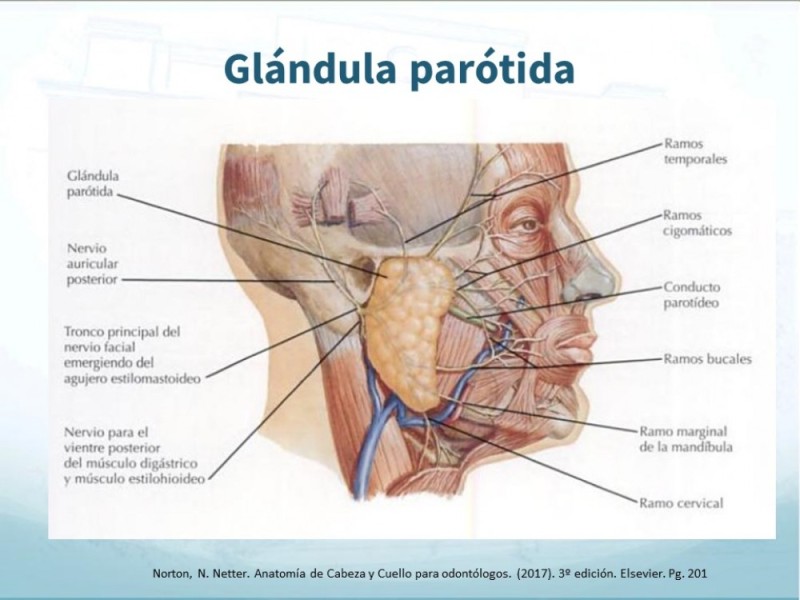 Diapositiva 1 de Tumores de Parótida