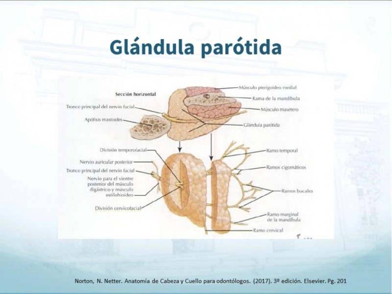Diapositiva 2 de Tumores de Parótida