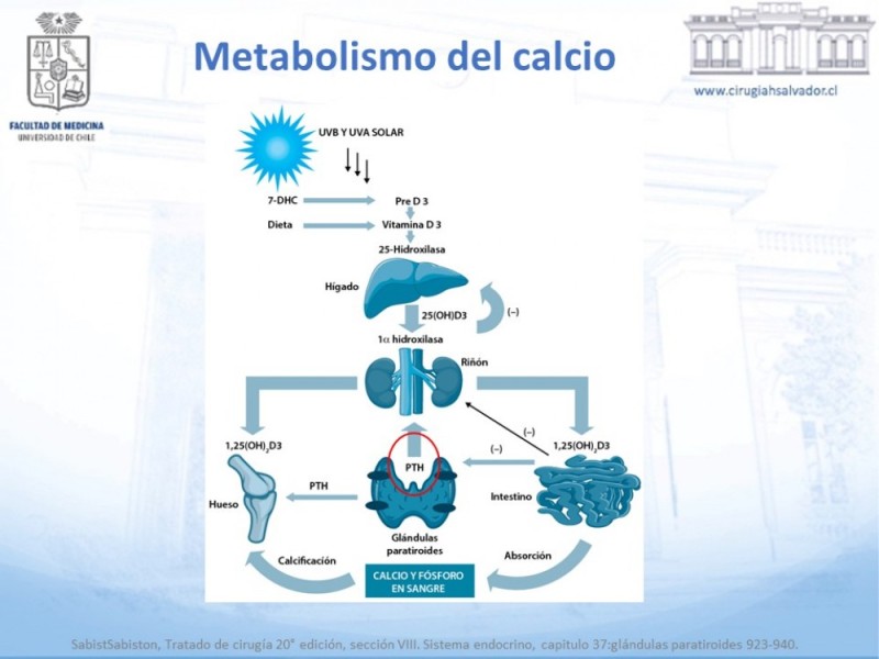 Diapositiva 5 de Hipocalcemia post Tiroidectomía