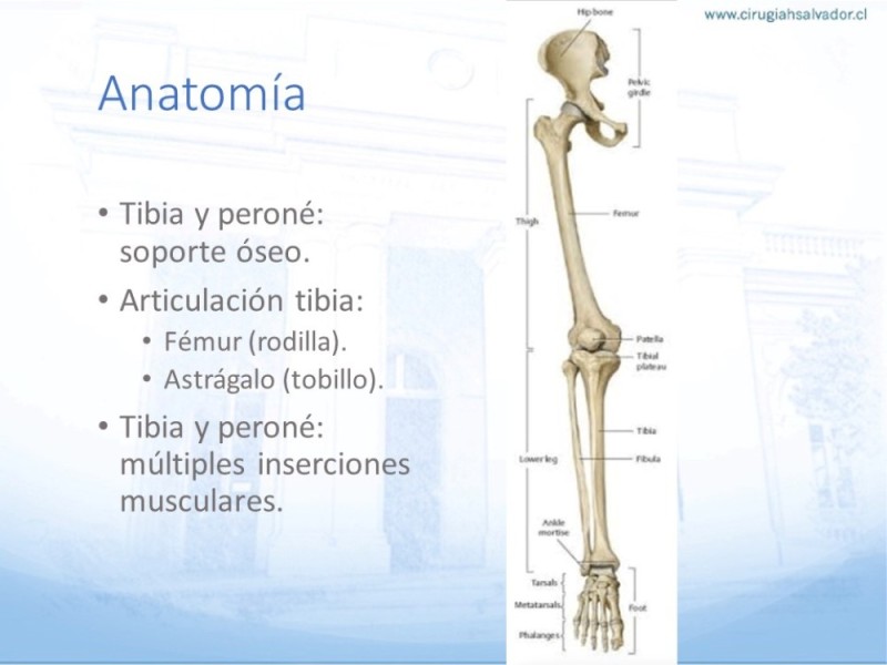 Diapositiva 4 de Reconstrucción miembro inferior