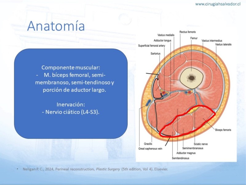 Diapositiva 7 de Reconstrucción miembro inferior