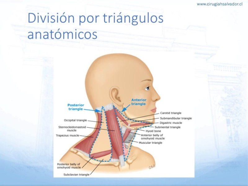 Diapositiva 6 de Trauma vascular cervical